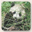 Search for hide coasters Wildlife