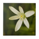 Search for star shape tiles Green