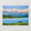 Search for range animal postcards Alaska