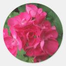 Search for geraniums stickers Pink