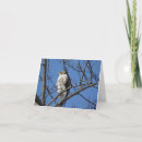 Search for hawks cards Wildlife