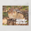 Search for adorable chipmunk postcards Animal