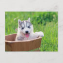Search for husky puppy postcards Alaskan malamute
