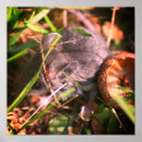 Search for mouse posters Wildlife