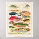 Search for marine biology posters Fish