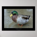 Search for mallard duck painting posters Wildlife