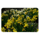 Search for white daffodil magnets Narcissus