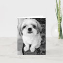 Search for shih tzu lover postcards Adorable