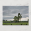 Search for lexington kentucky postcards Horse