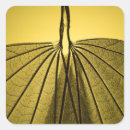 Search for leaf veins stickers Botany