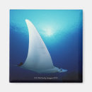Search for manta ray Fin