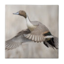 Search for anas tiles Duck