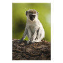 Search for game reserve art Mary ann mcdonald