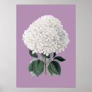Search for white hydrangeas posters Floral