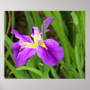 Search for purple iris art posters Garden