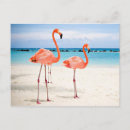 Search for flamingo beach postcards Flamingos