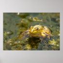 Search for baby toad posters Green
