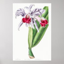 Search for orchids online art Plants