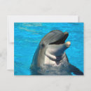 Search for bottlenose postcards Dolphin