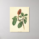 Search for warbler art Lithograph