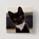 Search for focus on foreground badges Domestic animals