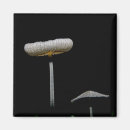 Search for fungi magnets Photography
