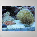 Search for aquarium photography Marine