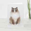 Search for big cats cards Feline