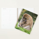 Search for macaque Young animal