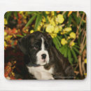 Search for boxer mousepads Puppies