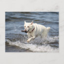 Search for shepard postcards Dog