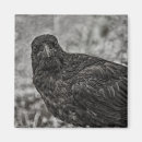 Search for raven magnets Animal