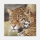 Search for jaguars magnets Wild cat