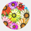 Search for gerbera daisy stickers Botanical