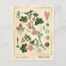 Search for mallow postcards Botanical