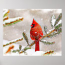 Search for cardinals in winter posters Snow