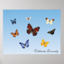 Search for peace butterflies posters Nature
