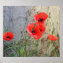Search for papaver art Field