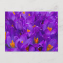 Search for crocuses postcards Nature