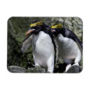 Search for macaroni magnets Bird