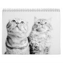 Search for cat calendars Kitten