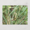 Search for green grasshopper postcards Wildlife