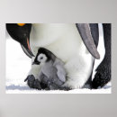 Search for penguin chart posters Antarctic