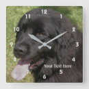 Search for newfies posters Animal