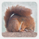 Search for cute squirrel stickers Fun