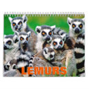 Search for lemur calendars Wildlife