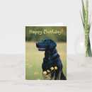 Search for black labrador retriever postcards Canine