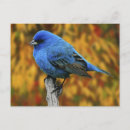 Search for backyard birds horizontal postcards Adam jones