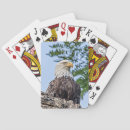 Search for predator playing cards Wildlife