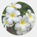 Search for leis stickers Aloha